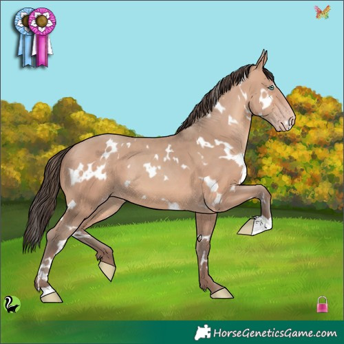 Horse Color:White Spotted Amber Champagne 