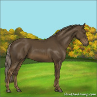 Horse Color:Chocolate Palomino 