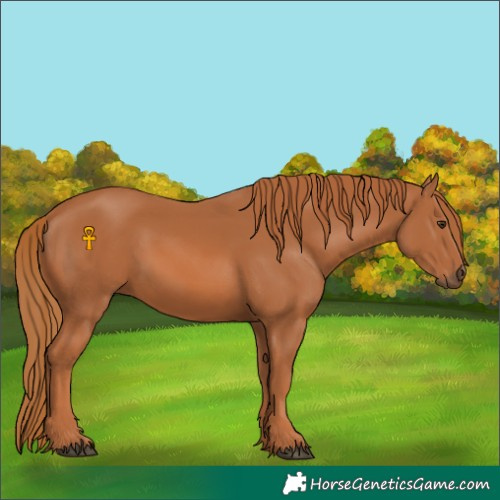 Horse Color:Chestnut 