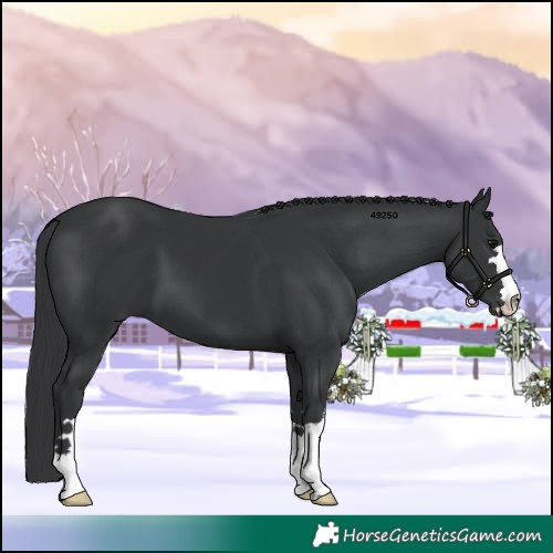 Horse Color:Black 