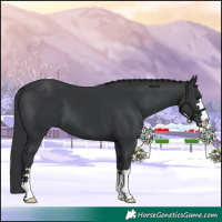Horse Color:Black 