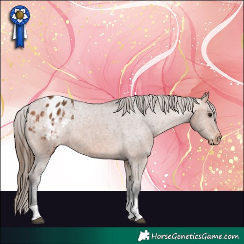 Horse Color:Bay Tobiano Appaloosa Rabicano 