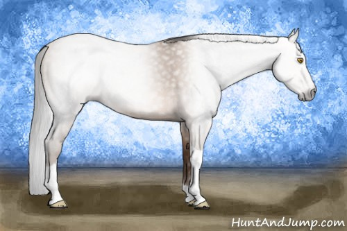 Horse Color:Gray Amber Champagne Tobiano