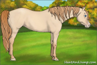 Horse Color:Gold Champagne Dun Splash 