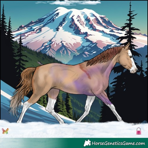 Horse Color:Red Dun Splash 