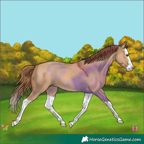 Horse Color:Red Dun Splash 