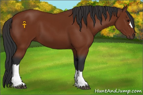 Horse Color:Bay 