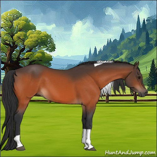 Horse Color:Bay Tobiano