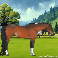 Horse Color:Bay Tobiano 