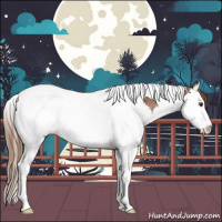 Horse Color:Chestnut Splash Tobiano Appaloosa 