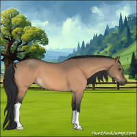 Horse Color:Bay Dun 