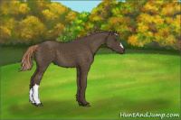 Horse Color:Chocolate Palomino