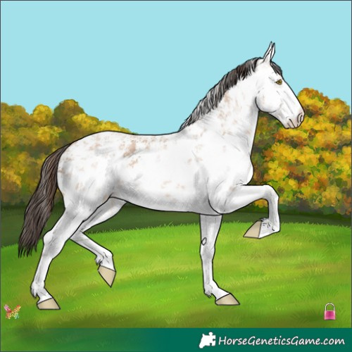 Horse Color:White Spotted Amber Champagne Sabino 