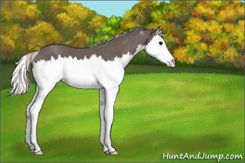 Horse Color:Silver Black Splash Appaloosa 