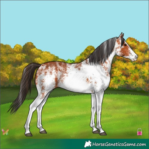 Horse Color:White Spotted Bay 