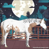 Horse Color:Chestnut Splash Tobiano Appaloosa 