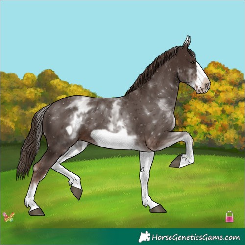 Horse Color:White Spotted Liver Chestnut Frame 