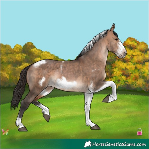 Horse Color:Bay Dun Sabino Tobiano Frame Rabicano 