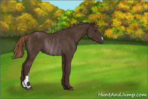 Horse Color:Liver Chestnut Rabicano 