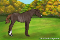 Horse Color:Liver Chestnut Rabicano 