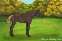 Horse Color:Liver Chestnut Rabicano 