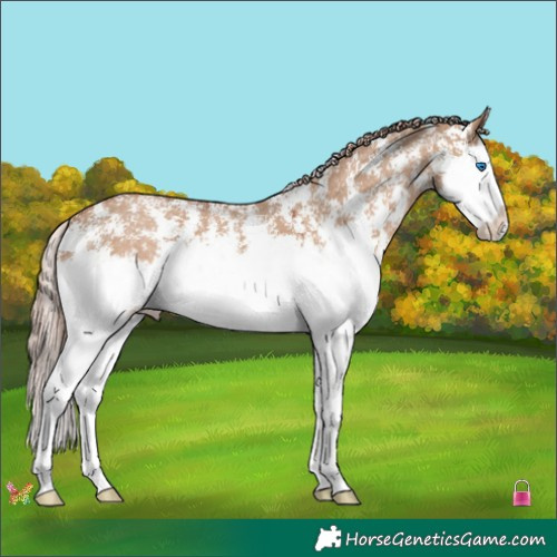 Horse Color:Red Dun Sabino Splash 
