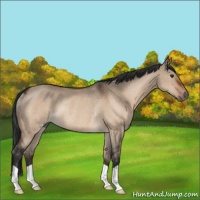 Horse Color:Brown Dun Rabicano 