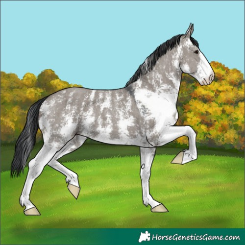 Horse Color:Grullo Sabino 