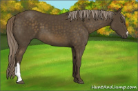 Horse Color:Chocolate Palomino 