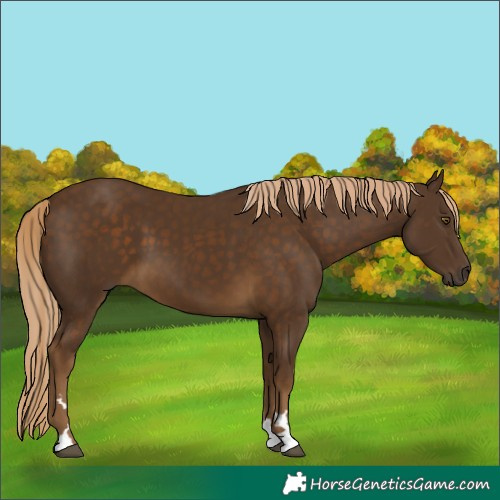 Horse Color:Chocolate Palomino 