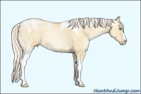 Horse Color:Silver Classic Champagne Ice Pearl Dun Sabino Splash Tobiano Frame