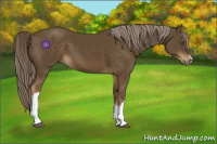 Horse Color:Chocolate Palomino 