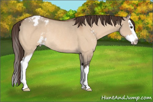 Horse Color:Brown Dun Sabino Splash Appaloosa Rabicano 