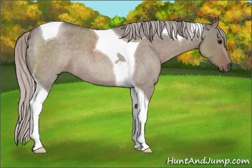 Horse Color:Silver Grullo Roan Tobiano 