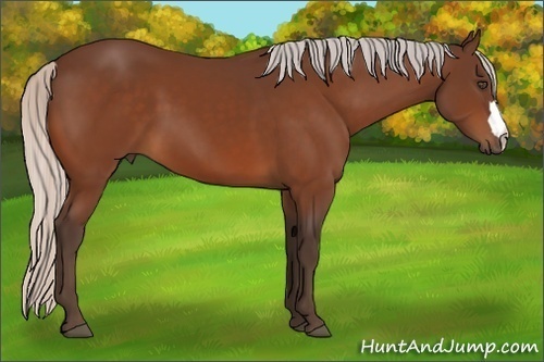 Horse Color:Unknown 