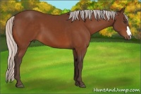 Horse Color:Unknown 