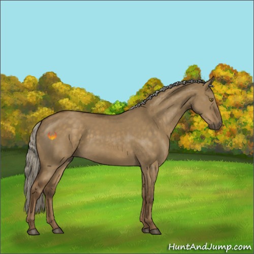 Horse Color:Chocolate Palomino Dun 