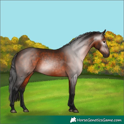 Horse Color:Gray Bay Rabicano