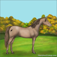 Horse Color:Black Pearl Sabino 