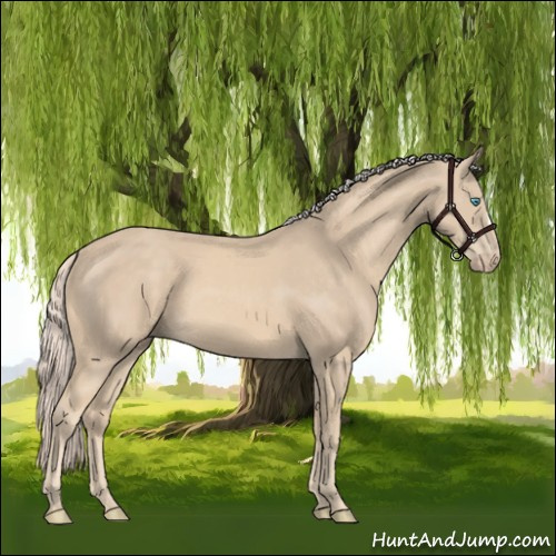 Horse Color:Cremello 