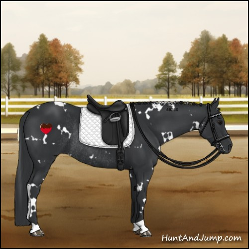 Horse Color:White Spotted Black Rabicano 