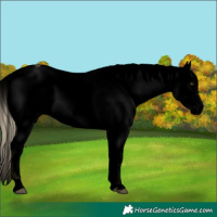Horse Color:Void Palomino Roan Dun Frame Varnish 