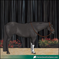 Horse Color:Smoky Black Tobiano