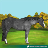 Horse Color:Black 