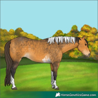 Horse Color:Buckskin Tobiano 