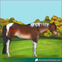 Horse Color:Brown Tobiano Rabicano