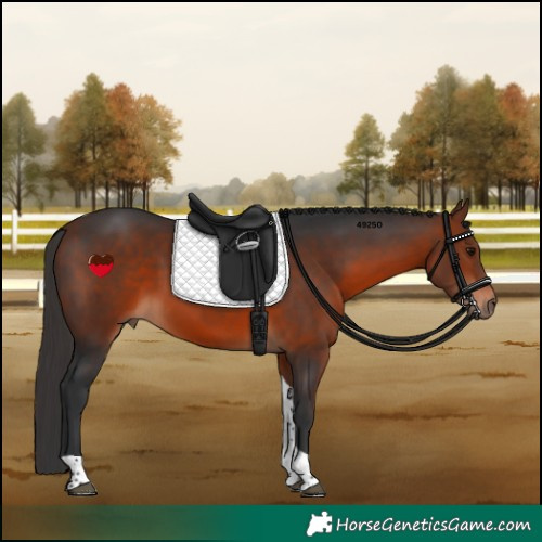 Horse Color:Bay Tobiano Rabicano