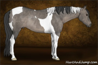 Horse Color:Grullo Tobiano Rabicano
