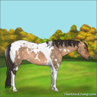 Horse Color:White Spotted Brown Dun Tobiano Rabicano