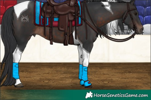 Horse Color:Brown Tobiano